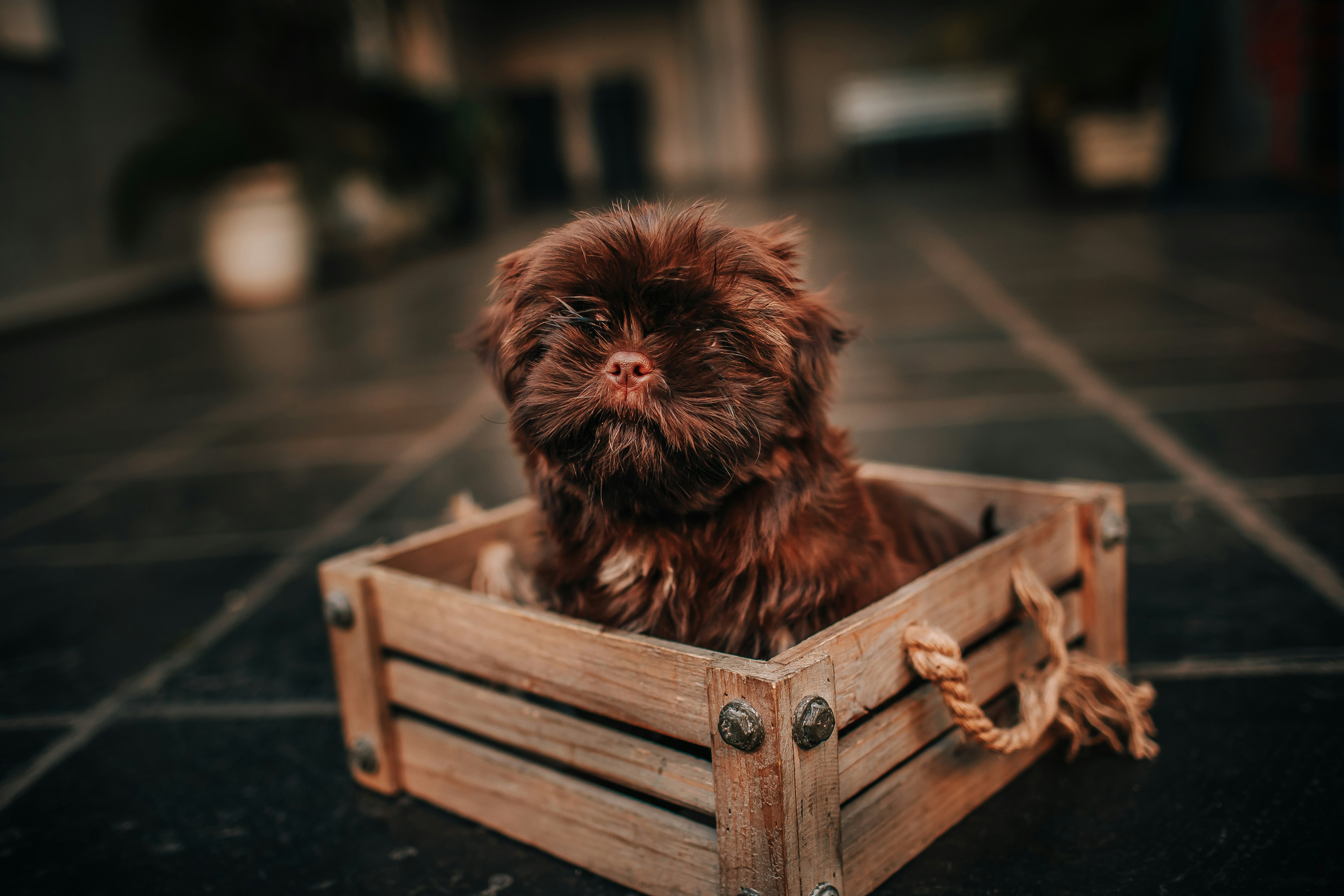brown long coated small dog on brown wooden crate